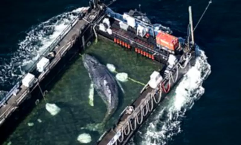 Rescued Humpback Whale 'Timmy' Nears North Sea After Controversial Operation