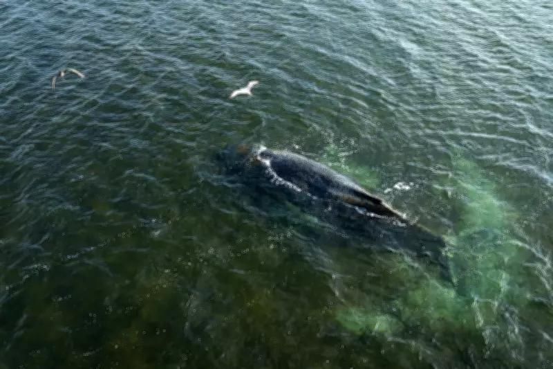 Rescuers Abandon Hope for Humpback Whale Stranded in German Baltic Sea