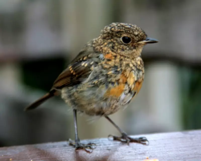 Robin Chicks Invade Kitchen and Mum's Hair in Gloucestershire Spring