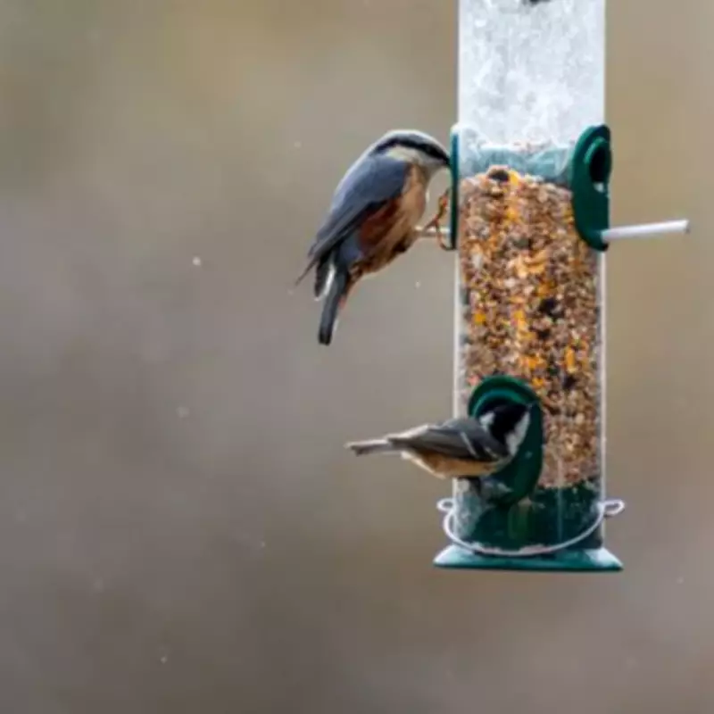 RSPB Issues Critical New Seasonal Bird Feeding Guidance to Combat Disease