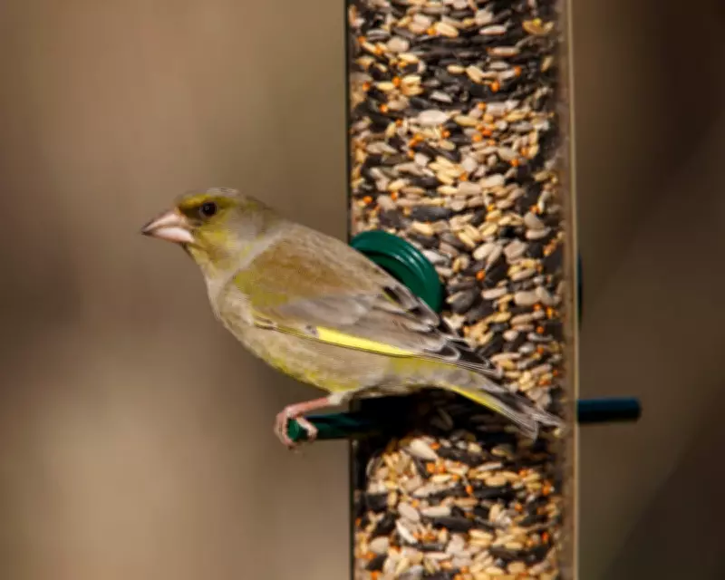 RSPB Urges Seasonal Bird Feeding to Combat Summer Disease Spread