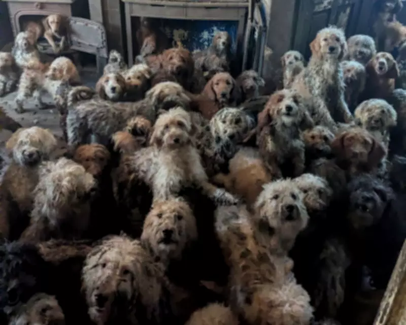 RSPCA Denies AI Claims After Rescuing 250 Dogs from Overwhelmed Breeders