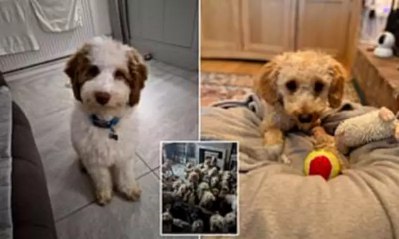 RSPCA Proves Rescue Photos Real as Neglected Poodles Find Loving Homes