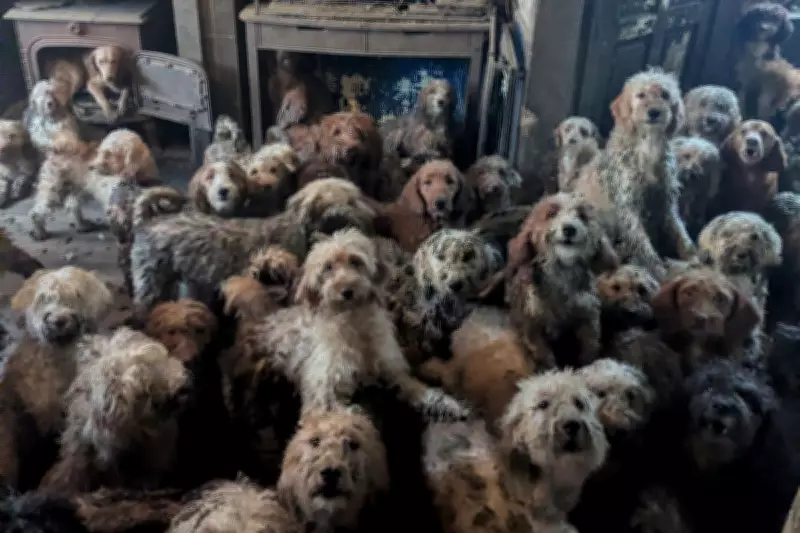 RSPCA Reports Over 250 Dogs Rescued from Overcrowded Home Are Thriving