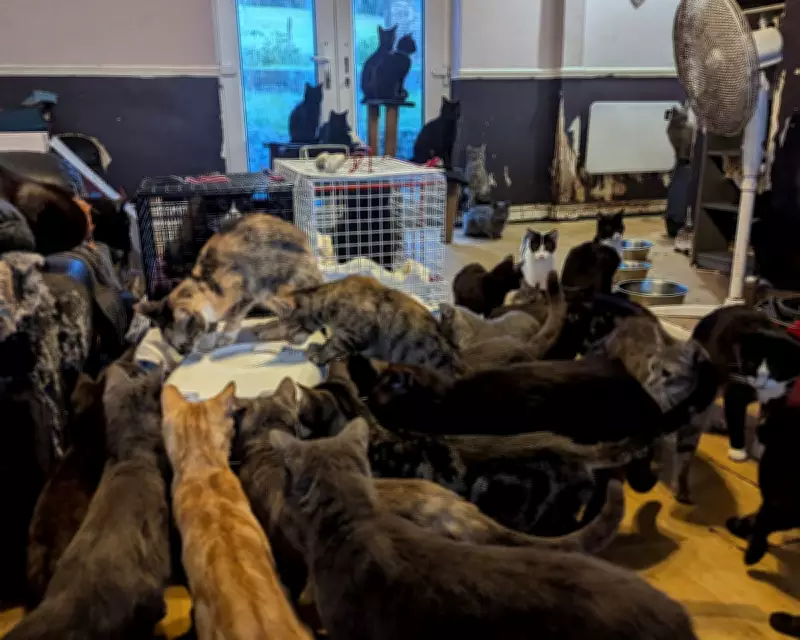 RSPCA Reports Surge in Mass Animal Rescues Amid Cost of Living and Mental Health Crises