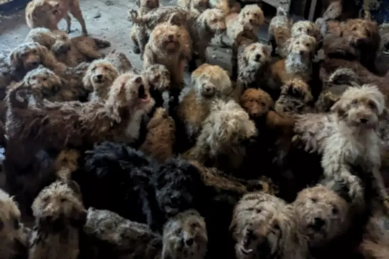 RSPCA Rescues 250 Dogs from Single Property, Denies AI Image Claims