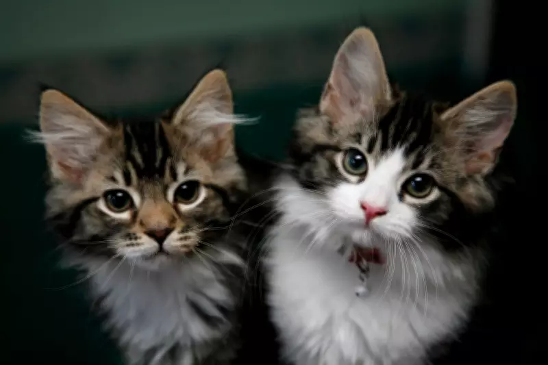 Santander Warns of Surging Pet Scam Losses: £160k Stolen in 2026