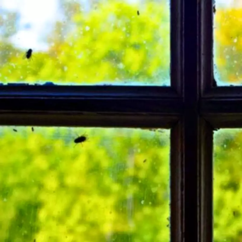 Scatter Citrus Peels to Naturally Deter Flies from Open Windows This Spring