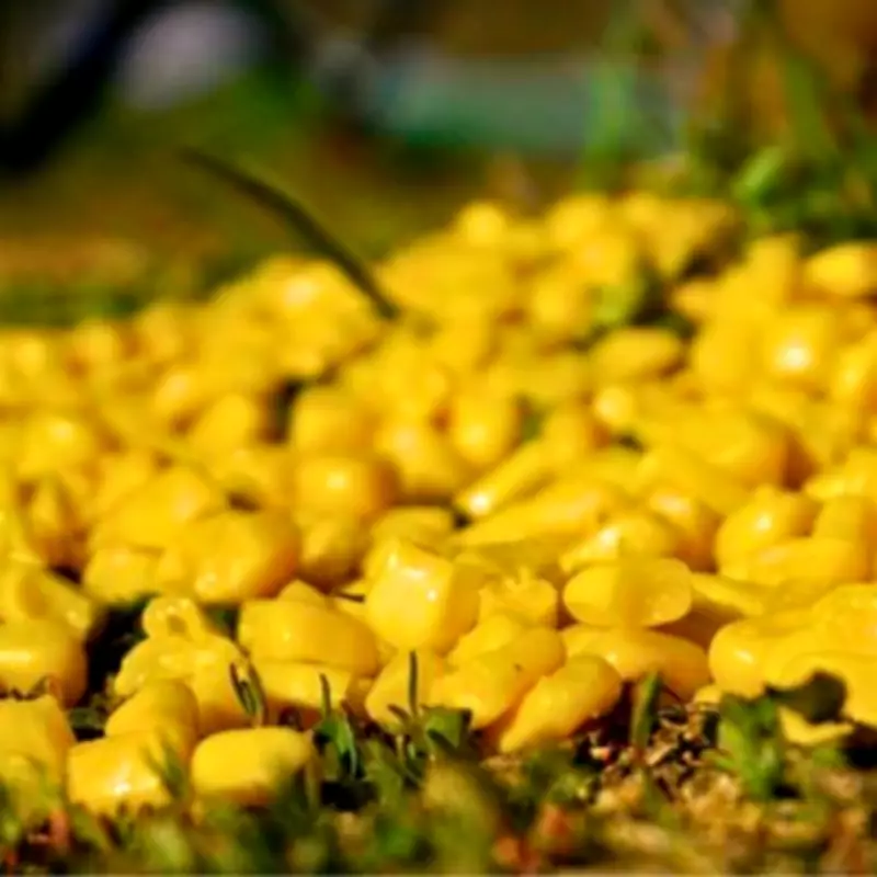 Scatter Leftover Sweetcorn in Your Garden to Help Wildlife This Spring