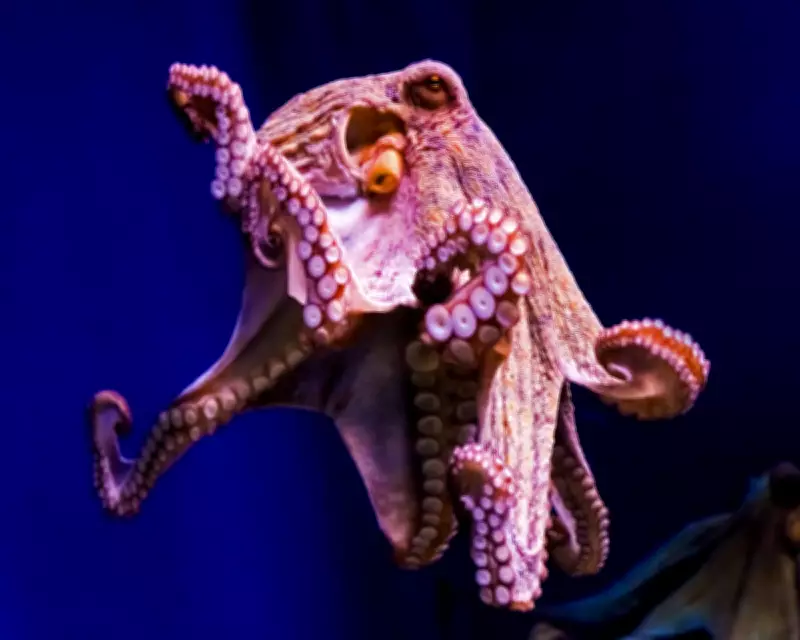 Scientific Inquiry Questions the Need for Amputee Octopuses in Research