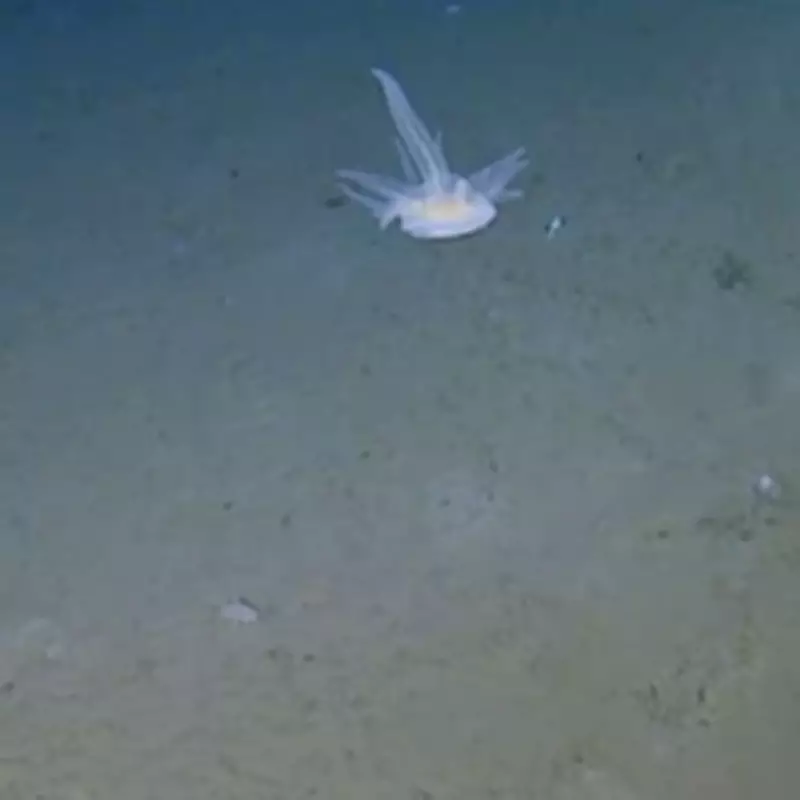 Scientists Baffled by Unclassifiable Deep-Sea Creature Found at 30,000ft