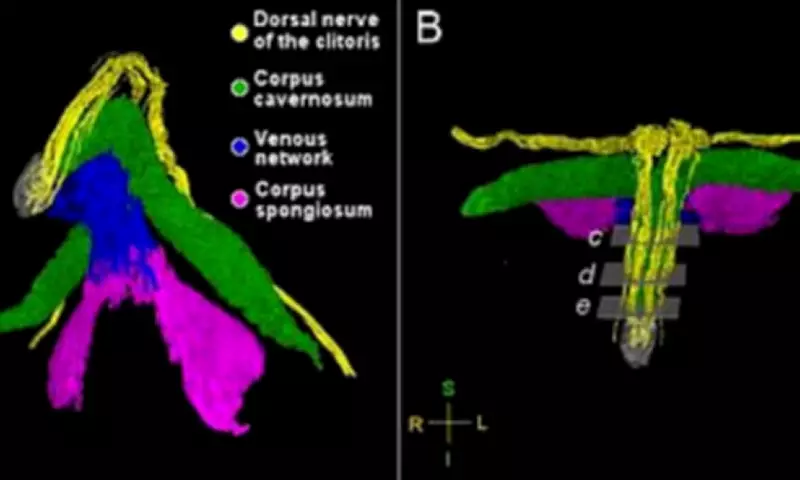 Scientists Create First-Ever Detailed Map of the Clitoris Using Advanced X-Ray Imaging