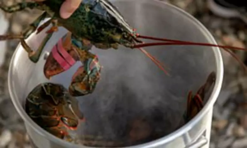 Scientists Demand UK Ban on Boiling Lobsters Alive After Pain Study