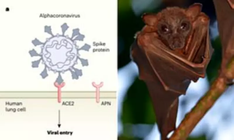 Scientists Discover Bat Coronavirus with Pandemic Potential in East Africa