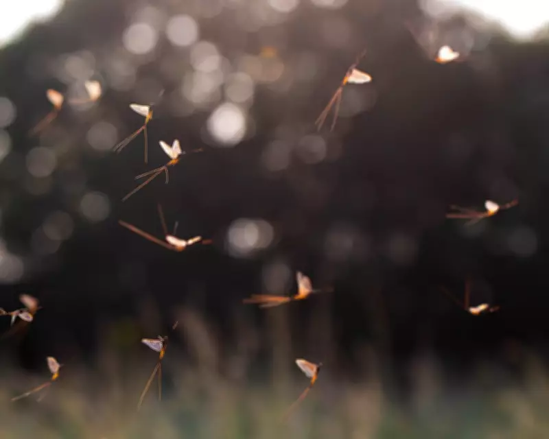 Scientists Unlock Secret of Mayfly's Bizarre Vertical Dance Flight