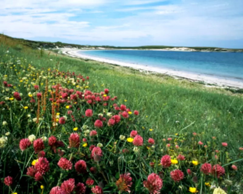 Scotland's Machair: A Rare Floral Spectacle Sustaining Hebridean Life