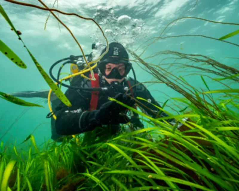 Sea Gardeners Restore UK's Lost Seagrass Meadows for Marine Life Revival