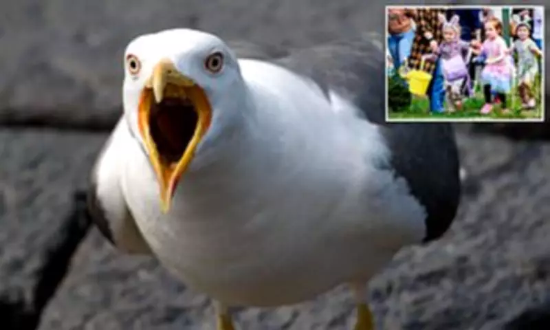 Seagull 'Co-ordinated Attacks' on Easter Egg Hunt Prompt Public Warning