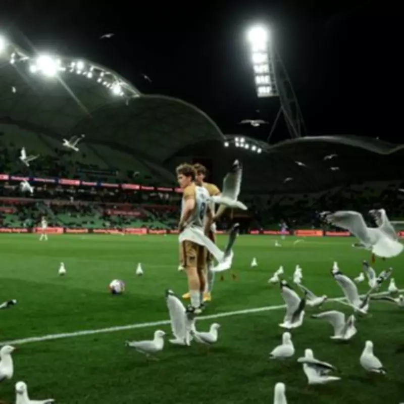 Seagulls Invade A-League Match, Causing Chaotic Football Interruption