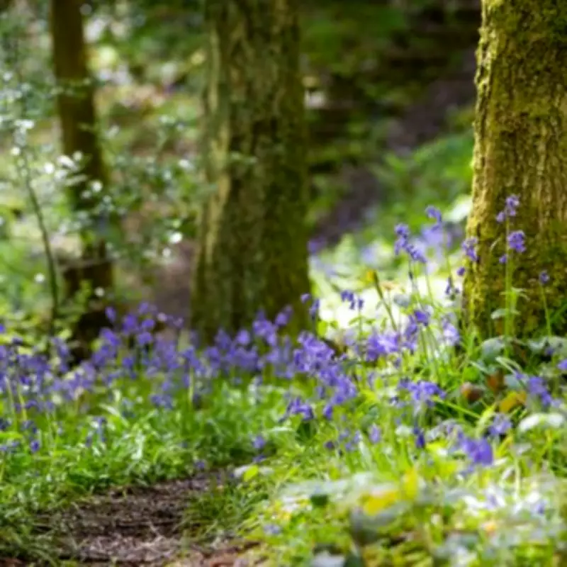 Secret South Devon Bluebell Walk Hailed as UK's Finest Spring Spectacle