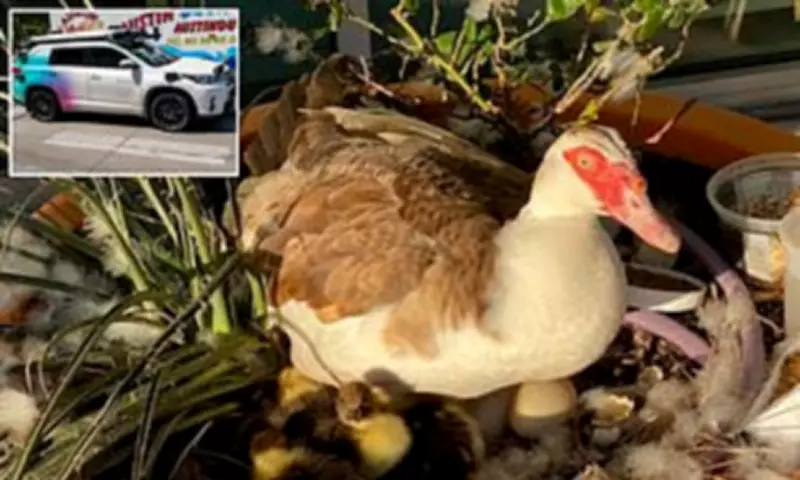 Self-Driving Car Kills Beloved Duck in Austin Park, Sparking Outrage