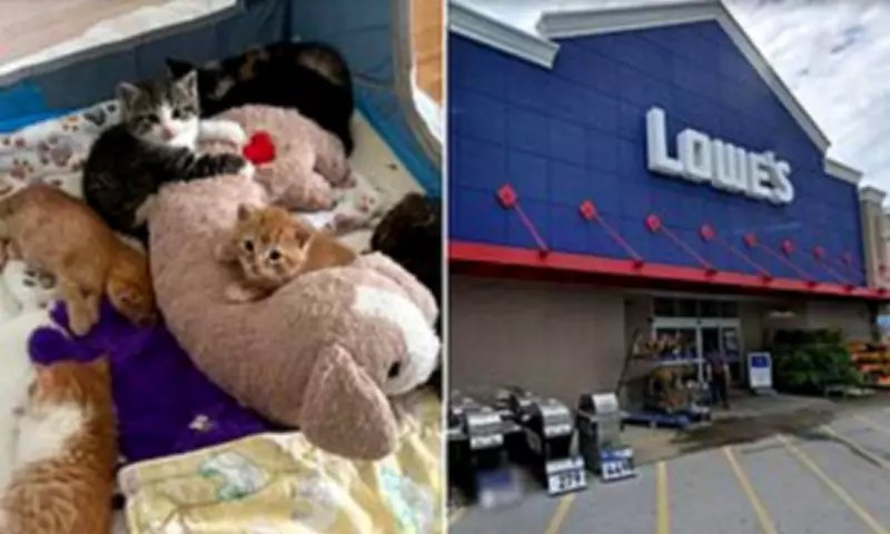 Seven Kittens Rescued from Hardware Store Shelves in Pennsylvania