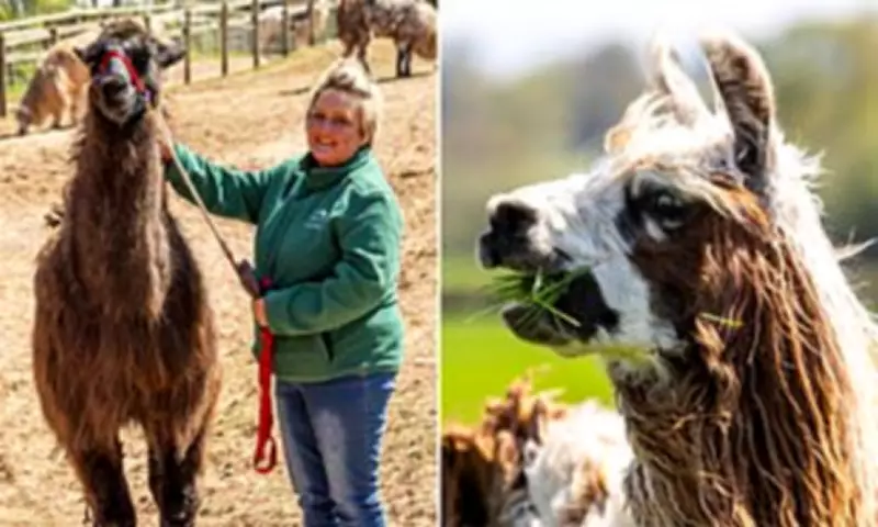 Seven Llamas Culled in TB Outbreak, 27 in Isolation at Gloucestershire Farm