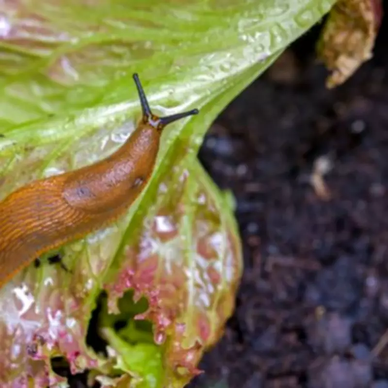 Sheep's Wool: The Perfect Natural Slug Repellent for Your Garden
