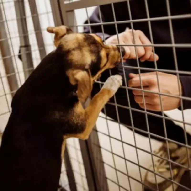 Shelter Lets Dogs Choose Their Owners After Viral AI Videos Spark Real-Life Test