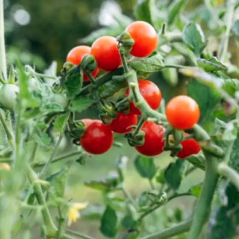 Simple Mulching Trick Protects Tomatoes from Destructive Blight