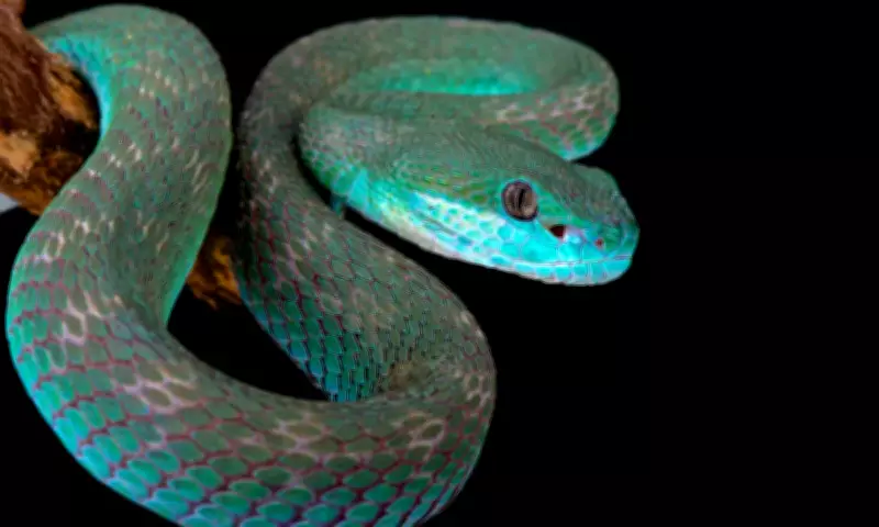 Snake Escape Puzzle: Can You Outsmart a Reptile?