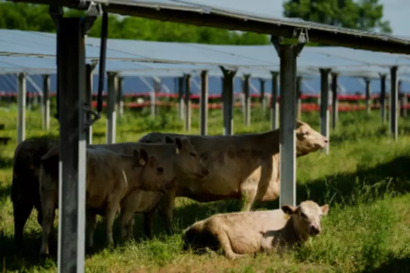 Solar Ranch in Tennessee Tests Cattle Grazing Under Panels