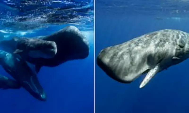 Sperm Whale Clicks Reveal 'Highly Complex' Language System Mirroring Human Speech