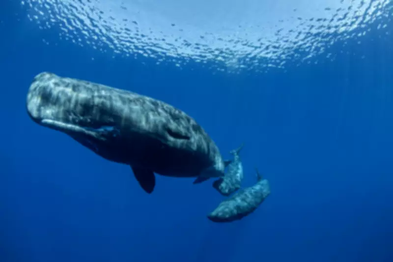 Sperm Whale Communication Mirrors Human Language Structure, Groundbreaking Study Reveals