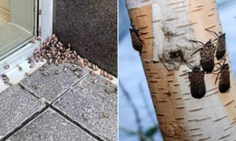 Spotted Lanternfly Invasion: 2026 Could Be Worse, Experts Warn