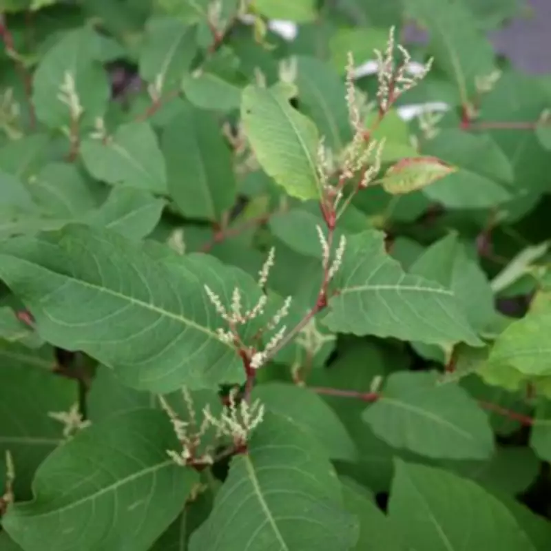 Spring 2026 Alert: Japanese Knotweed Laws and Removal Costs Explained