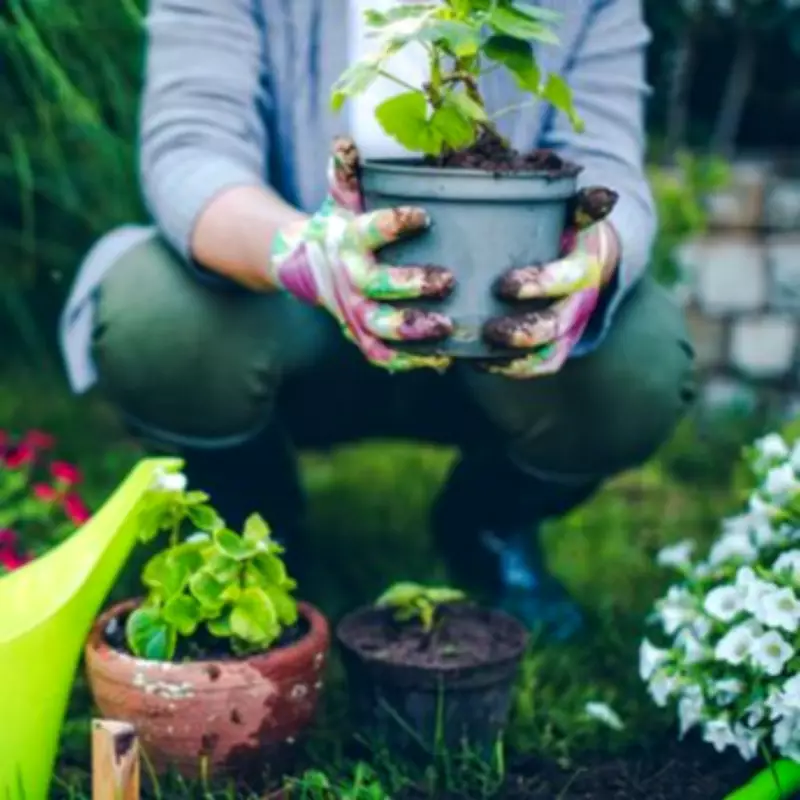 Spring Blooms at Risk: Gardening Expert Reveals Hidden Weed Threat