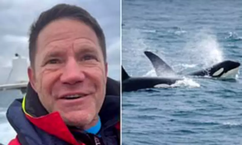 Steve Backshall's Thrilling Encounter with UK's Last Resident Orcas in Cornwall