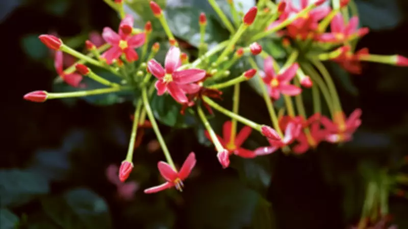 Steve McQueen's Grenada Photobook Bounty Explores Flora and Historical Trauma
