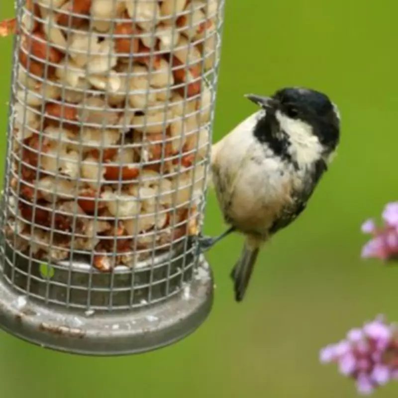 Stop Feeding Birds Bread in Spring: RSPB Warns of Fatal Risk to Chicks