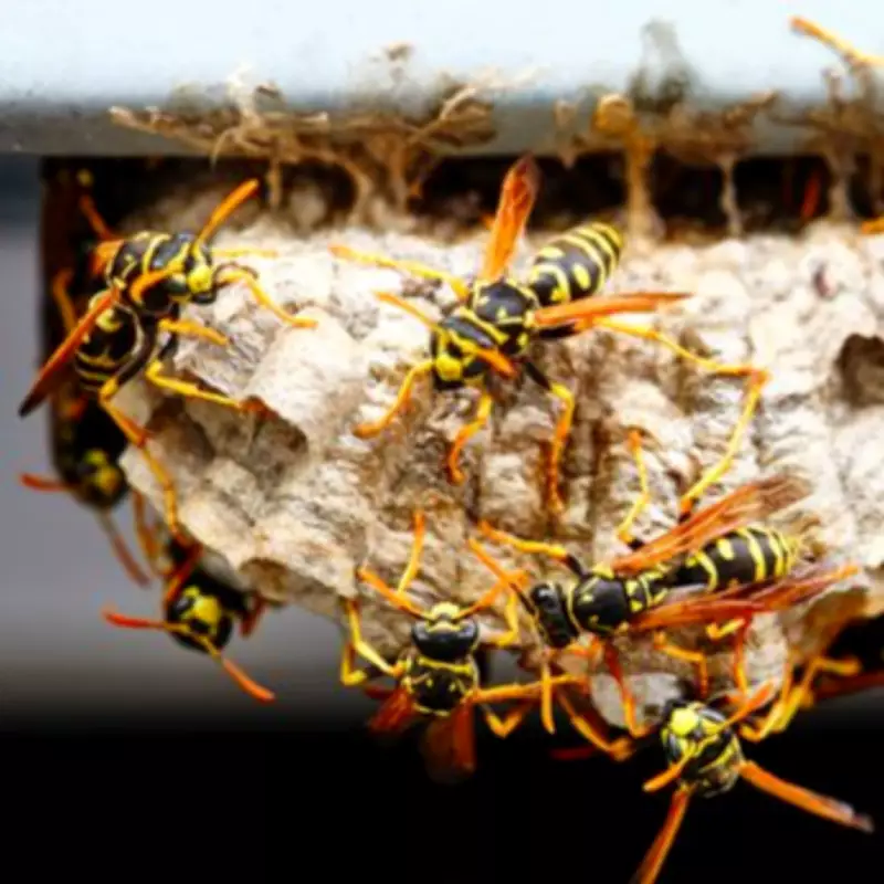 Stop Wasps Invading Your Home with One Simple Garden Item This April
