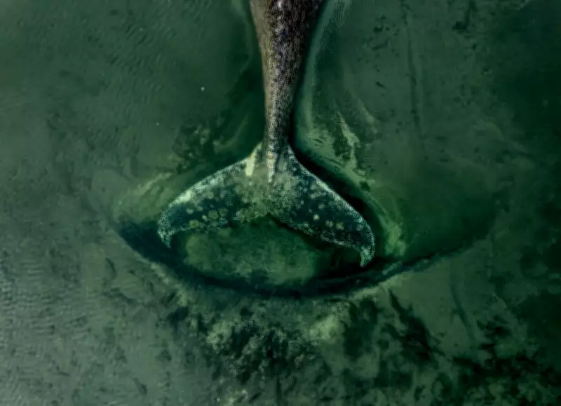 Stranded Humpback Whale in Germany Sparks Environmental Parable