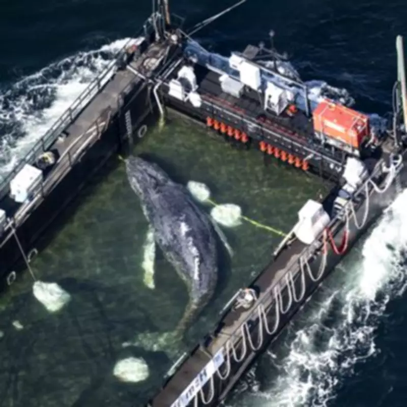 Stranded Whale Timmy Ferried to North Sea in Daring Rescue Operation