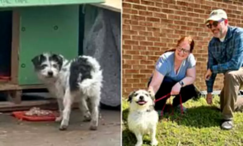 Stray Terrier Survives Highway Peril, Adopted by Rescuer After Winter Ordeal