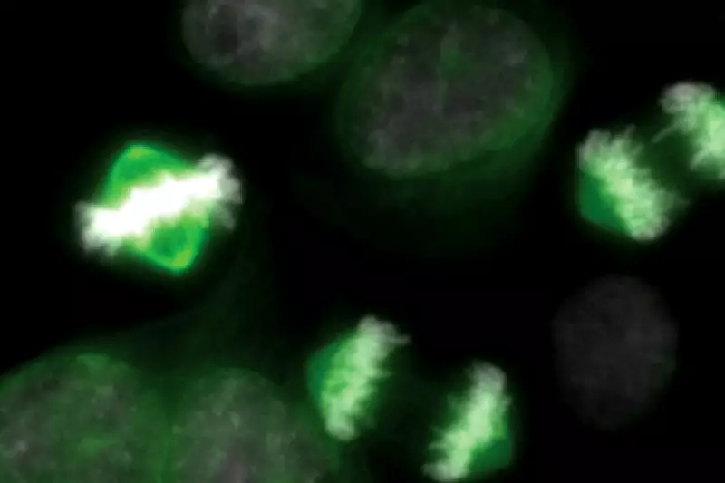 Study of Cellular 'Light Switches' Could Unlock New Cancer Treatments