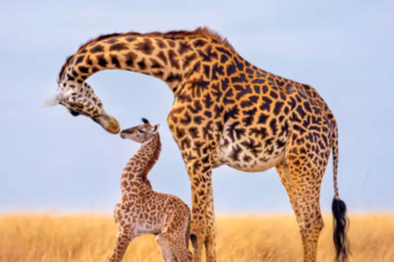 Stunning Giraffe Photos in New Book to Fund Wildlife Protection