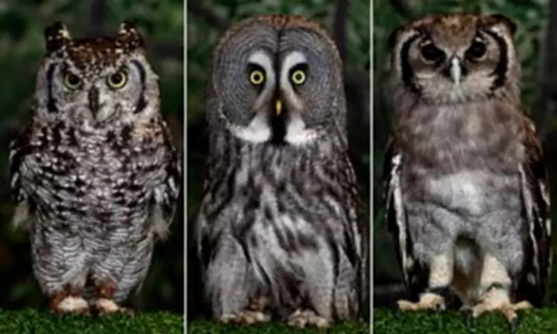Stunning Portraits Reveal Hand-Reared Owls Trained for Aerial Displays