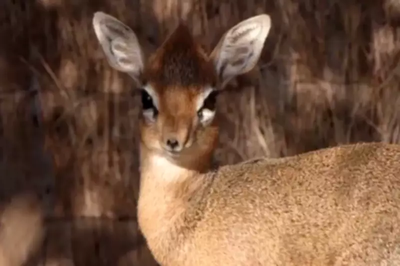 Surrogate Father Nurtures World's Smallest Antelope Fawn at Chester Zoo