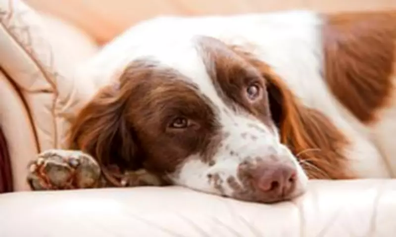 Survey Reveals Britons' TV Habits and Pet Rules for Sofa Sharing