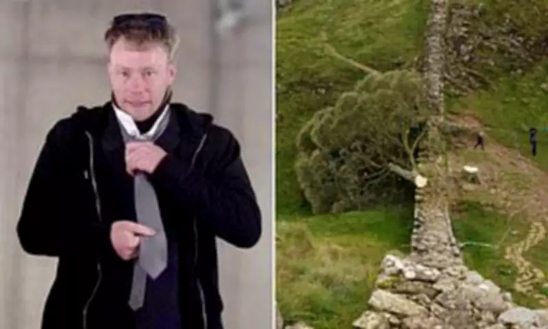 Sycamore Gap Tree Vandal Released Early Under Home Detention Curfew